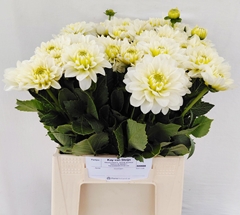Dahlia Polar Ice 50cm