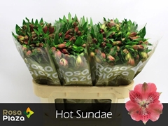 Alstroemeria Hot Sundae 75cm 70gr.