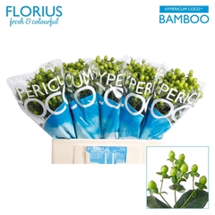 Hypericum Coco Bamboo 60cm
