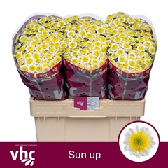Chrysanth Santini Sun Up 55cm 46gr.