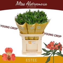 Alstroemeria Estee 75cm 85gr.