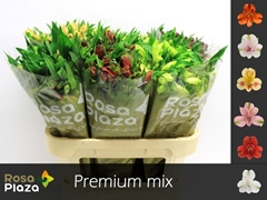 Alstroemeria Mix 75cm 60gr.