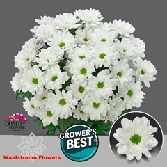 Chrysanth Spray Ilonka 70cm 70gr.