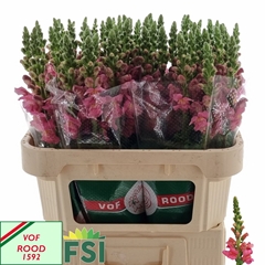 Antirrhinum Avignon Rose 70cm