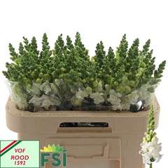 Antirrhinum Avignon White Imp 65cm