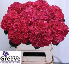 Hydrangea Rubyred 80cm 18-20cm Hd