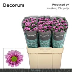 Chrysanth Santini Fabiani Pink 55cm 40gr.