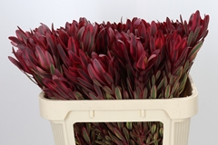Leucadendron Jester 70cm