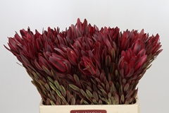 Leucadendron Jester 60cm