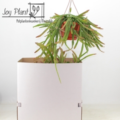 Lepismium Cruciforme 21Ø 40cm
