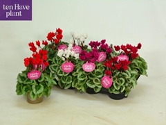 Cyclamen Super Serie Picasso 11Ø 25cm