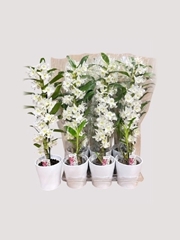 Dendrobium Nobile Cultivars 12Ø 45cm 1st
