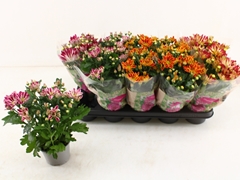 Chrysanth Mix 12Ø 27cm