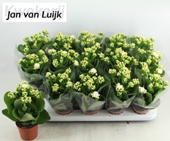 Kalanchoe Double Rose Flowers Sia 9Ø 24cm
