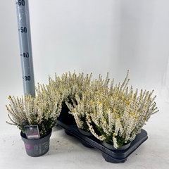 Callu Gg Aurica 13Ø 25cm