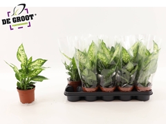 Dieffenbachia Compacta 12Ø 35cm