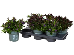 Hebe Addenda Mix 15Ø 25cm