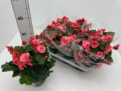 Begonia Double Borias 13Ø 30cm