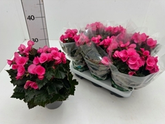 Begonia Double Adonia Pink 13Ø 29cm