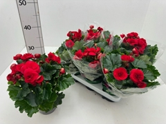 Begonia Double Baladin 13Ø 29cm