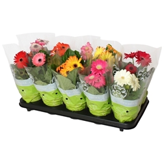 Gerbera Mix 12Ø 27cm