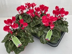 Cyclamen Midi Indiaka 13Ø 30cm