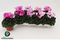 Cyclamen Super Serie Crayon 10Ø 20cm