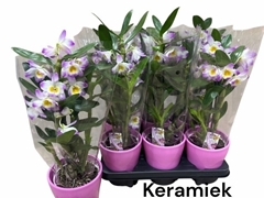 Dendrobium Nobile Cultivars 12Ø 40cm 1st