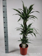 Dracaena Warneckei 21Ø 105cm
