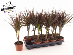 Dracaena Magenta 12Ø 45cm