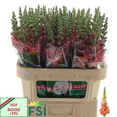 Antirrhinum Avignon Deep Orange 75cm