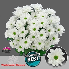 Chrysanth Spray Ilonka 70cm 85gr.