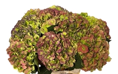 Hydrangea Verena Blue Classic 90cm 22-24cm Hd