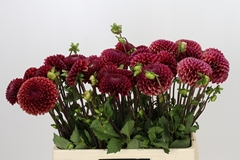 Dahlia Copperboy 50cm