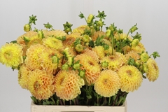 Dahlia Jowey Goldy 55cm