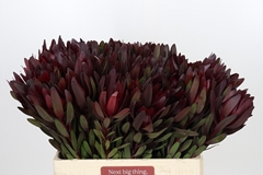 Leucadendron Safari Sunset 60cm