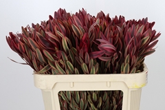 Leucadendron Jester 70cm
