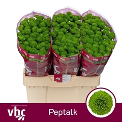 Chrysanth Santini Peptalk 55cm 40gr.