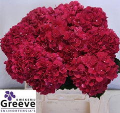 Hydrangea Rubyred 40cm 11-13cm Hd