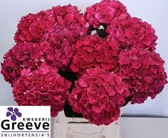 Hydrangea Rubyred 60cm 16-18cm Hd