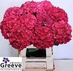Hydrangea Rubyred 60cm 14-16cm Hd