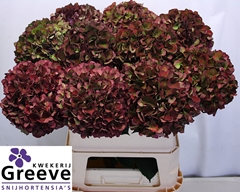 Hydrangea Ruby Glow Classic 80cm 18-20cm Hd