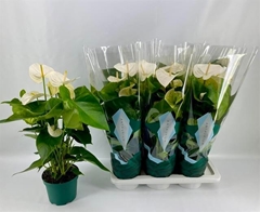 Anthurium Samora 17Ø 65cm
