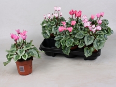 Cyclamen Metis Victoria 10Ø 20cm