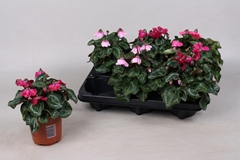 Cyclamen Super Serie Pettico 10Ø 20cm