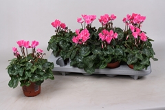 Cyclamen Super Serie Verano 10Ø 20cm