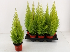 Cupressus Goldcrest 14Ø 70cm