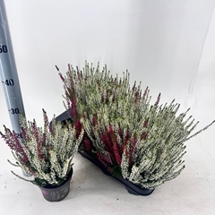 Calluna Garden Girls Twin Girls 13Ø 30cm