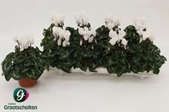 Cyclamen Super Serie Allure 10Ø 20cm