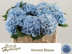 Hydrangea Verena Blue 50cm 16-18cm Hd